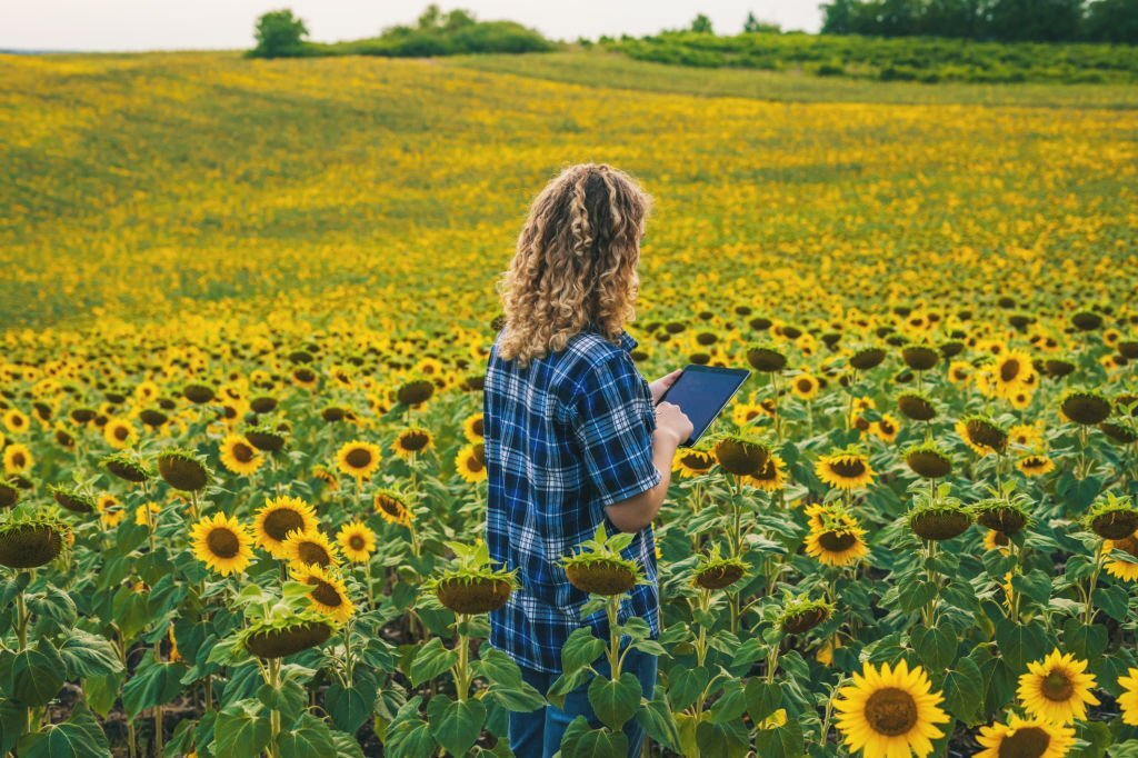 Back view of a farmer using smart tablet in the middle sunflower field. Concept : Smart farmer. Using technology wireless device to study or research about agriculture. for precision agriculture
