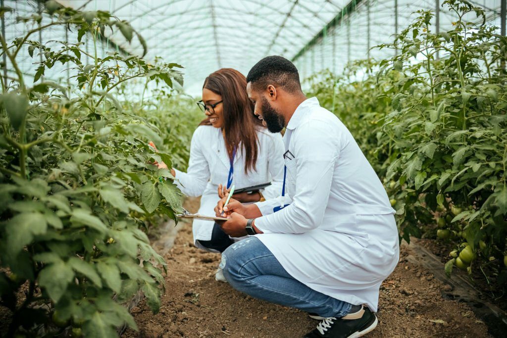 Man and woman wearing lab coats. They are examining vegetable plants in the greenhouse. This is a one of the methods of using agribusiness strategy